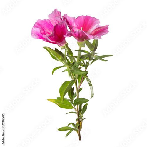 Godetia flower isolated. A branch of beautiful pink and purple spring flowers photo