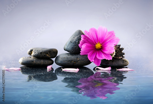 Black spa stones and pink cosmos flower with reflection in water.