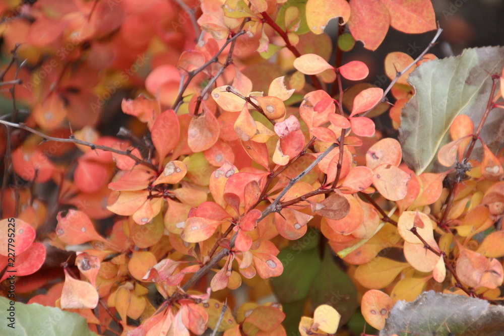 Fototapeta premium Colours Of Autumn, U of A Botanic Gardens, Alberta