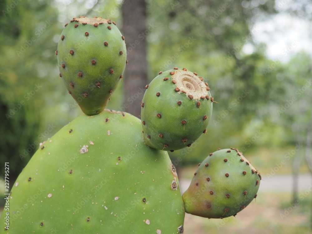 Frutos de la tuna o chumbera, conocidos como higo chumbos. Frutos de la tuna o chumbera, conocidos como higo chumbos.