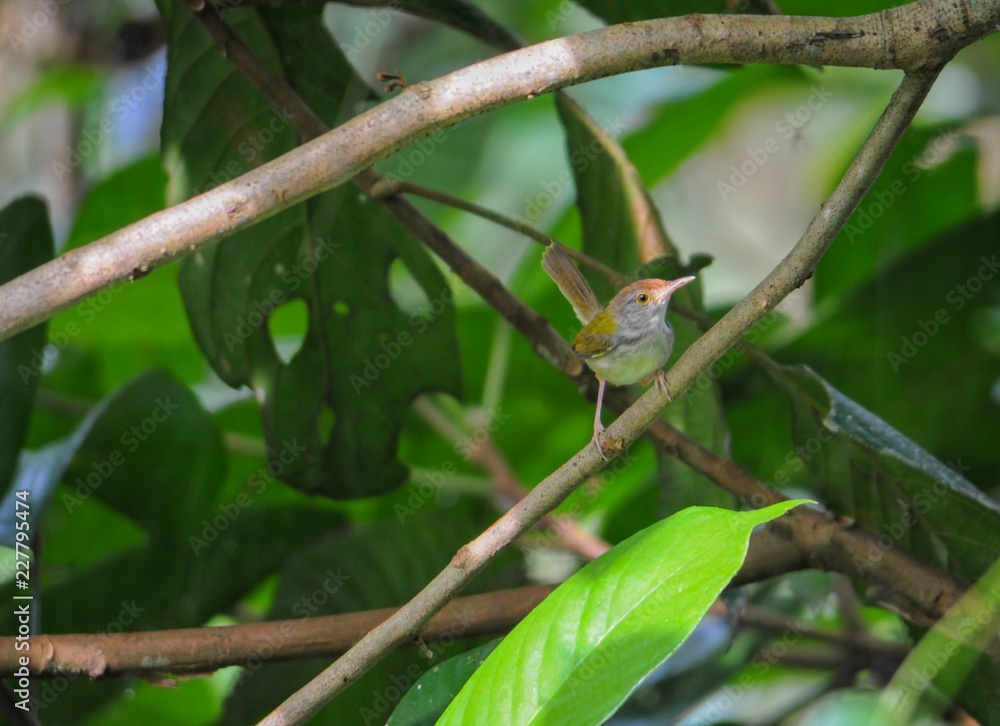 Fototapeta premium bird on tree
