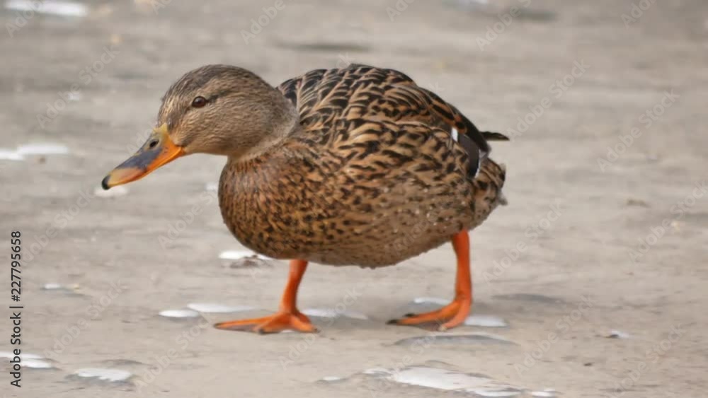 Female mallard or dabbling duck walking on ice (city pond, Dresden, Germany) Female mallard or dabbling duck walking on ice (city pond, Dresden, Germany)
