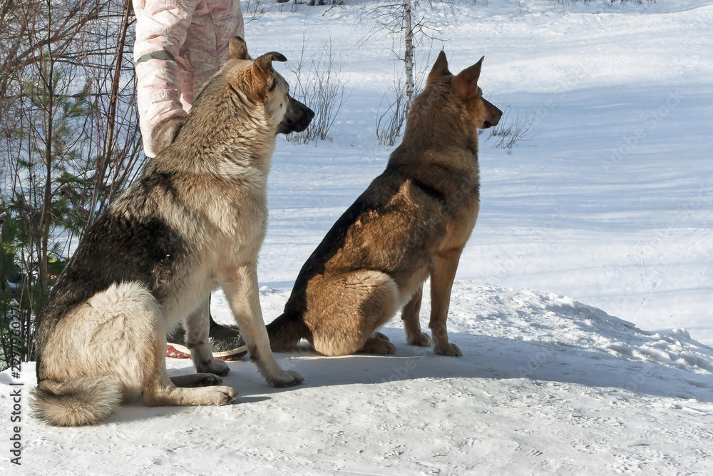 Naklejka premium little girl stroking a stray dog in a forest park in winter