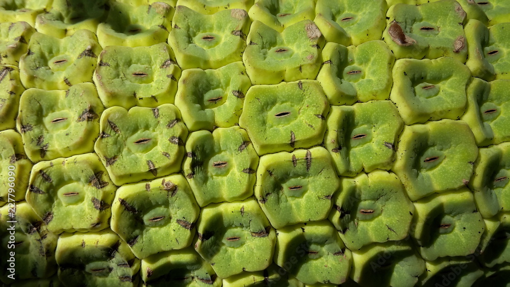 Obraz premium botanischer garten 