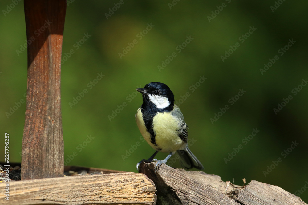 Obraz premium Kohlmeise am Futterhaus
