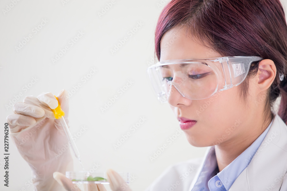 woman scientist take petri dish woman scientist take petri dish