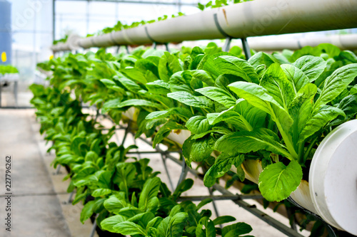 organic vertical farming