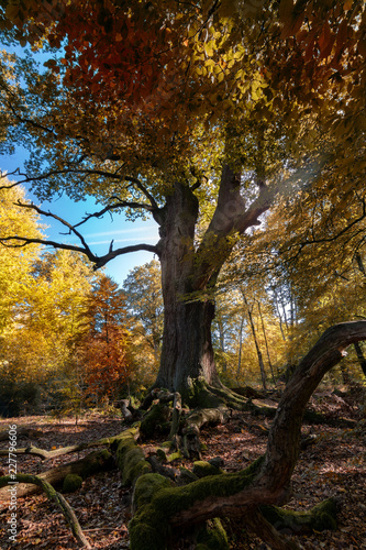 Eiche im Herbstwald