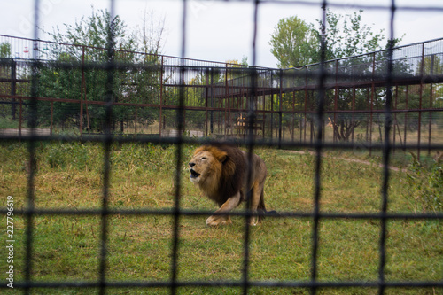 Fototapeta Naklejka Na Ścianę i Meble -  Lion in a cage stands on the grass