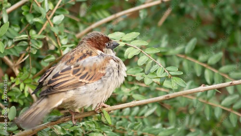 Male house sparrow (non-breeding plumage) on a branch, then flying away. Male house sparrow (non-breeding plumage) on a branch, then flying away.