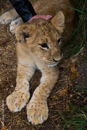 Fototapeta Naklejka Na Ścianę i Meble -  the little cub stroking a woman's hand