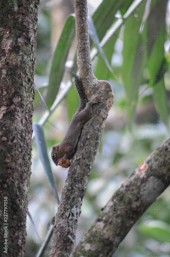 squirrel on tree