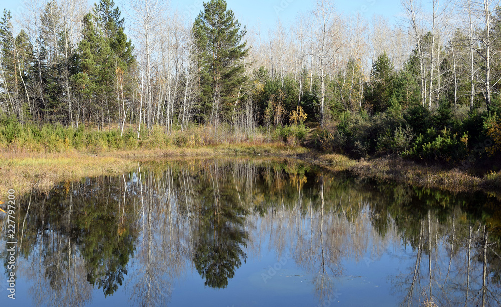 Reflection of trees in the water. Beautiful autumn forest. Natural pond. The surface of the water. Clear water in the river. Forest lake. Reflection of trees in the water. Beautiful autumn forest. Natural pond. The surface of the water. Clear water in the river. Forest lake.