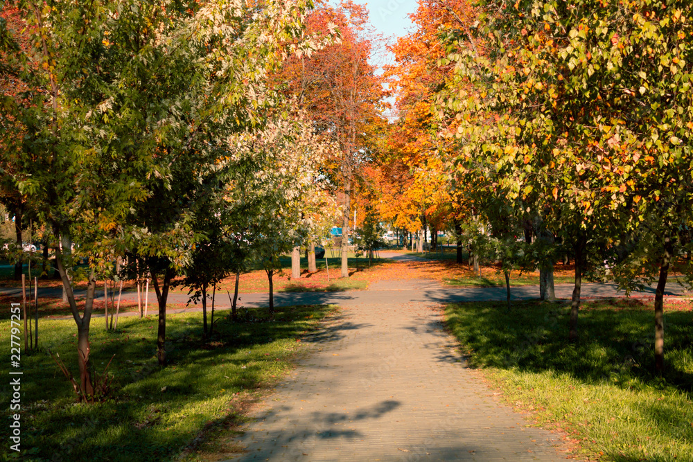 Naklejka premium Autumn landscape. Background of autumn trees in the park with colorful red and yellow foliage.