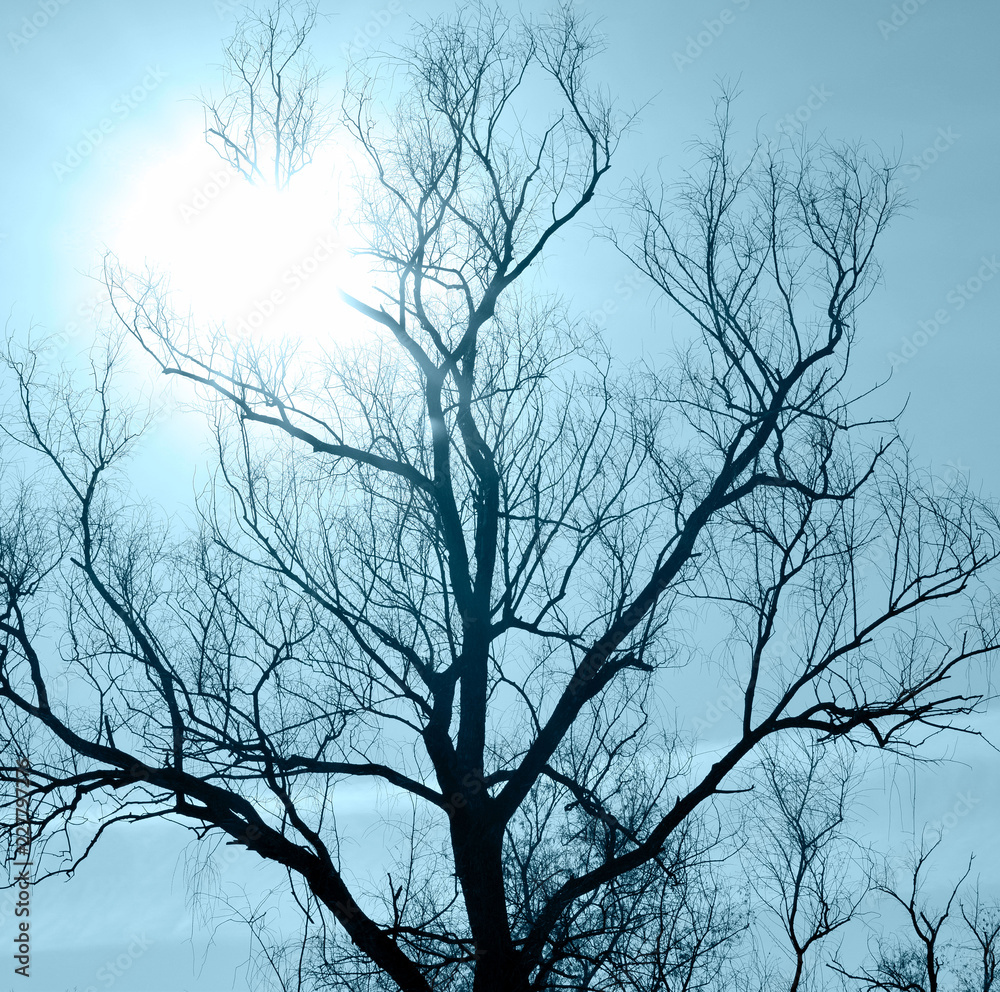 Tree branches in the sun. Bright winter sun. Autumn day. Mysterious atmosphere. The sun in the dark sky. Branches lit by the sun. Cloudy day. Tree branches in the sun. Bright winter sun. Autumn day. Mysterious atmosphere. The sun in the dark sky. Branches lit by the sun. Cloudy day.
