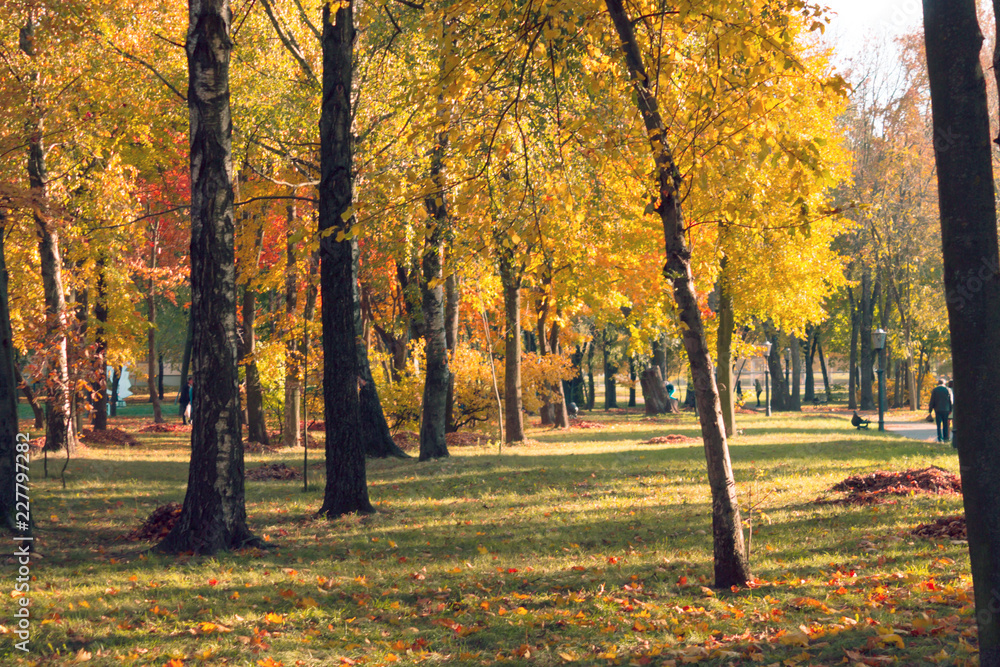Naklejka premium Autumn landscape. Background of autumn trees in the park with colorful red and yellow foliage.