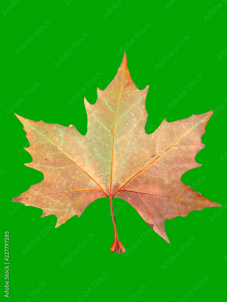 One dried maple lief with a green background for chroma key One dried maple lief with a green background for chroma key