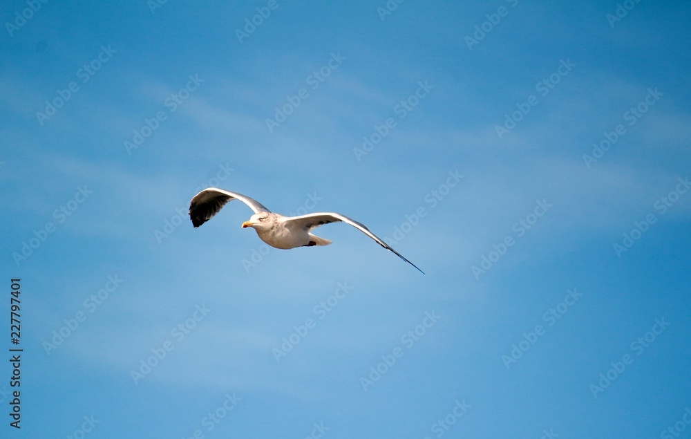 Königin der Meere / eine Möwe fliegt durch die Lüfte Königin der Meere / eine Möwe fliegt durch die Lüfte