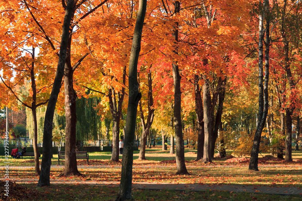 Autumn landscape. Background of autumn trees in the park with colorful red and yellow foliage.