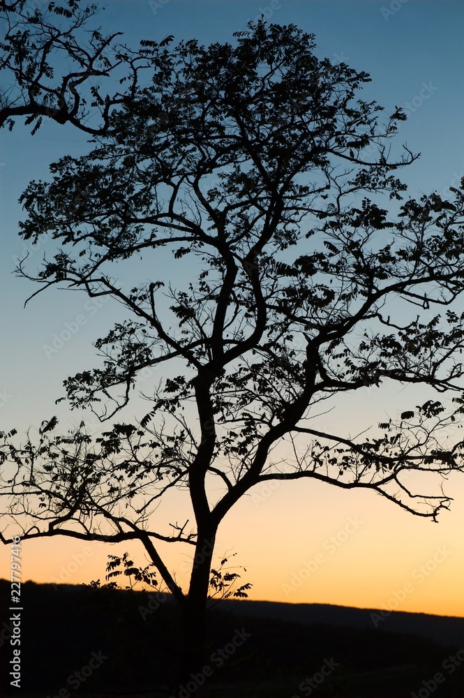 Bare trees silhouettes