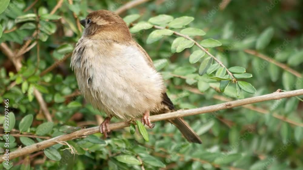 Female house sparrow on a branch, then flying away. Female house sparrow on a branch, then flying away.