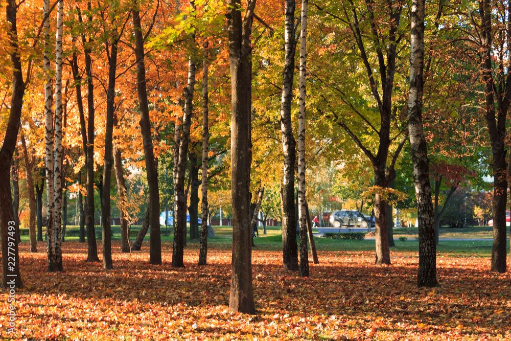 Autumn landscape. Background of autumn trees in the park with colorful red and yellow foliage. Autumn landscape. Background of autumn trees in the park with colorful red and yellow foliage.