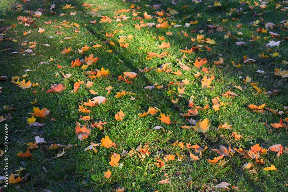 Autumn yellow leaves on green grass in the park