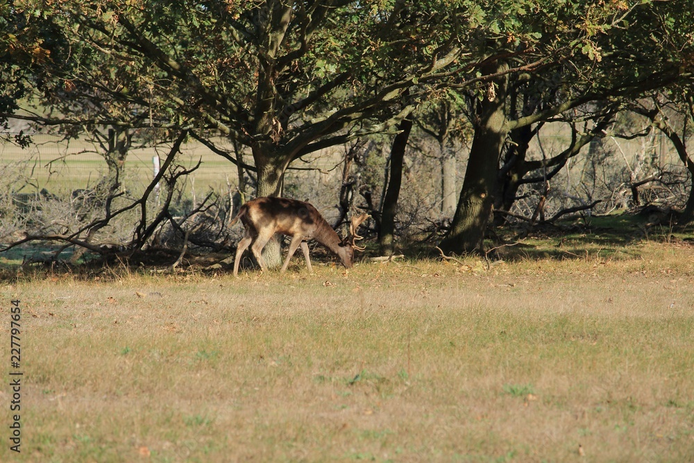 Hirsch vor den Bäumen Hirsch vor den Bäumen
