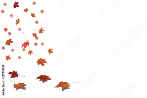 Isolated on white background of Autumn leaves on the floor with shadow and some are falling.