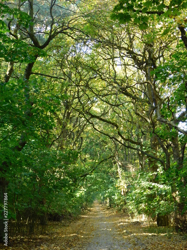 Beautiful photo of a forest path in the sunshine, National Park, Wielkopolska