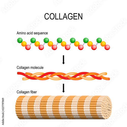Collagen. Molecular structure. photo