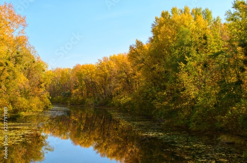 reflections of yellow autumn trees in a river. Blue sky and water  autumn forest  autumn colors