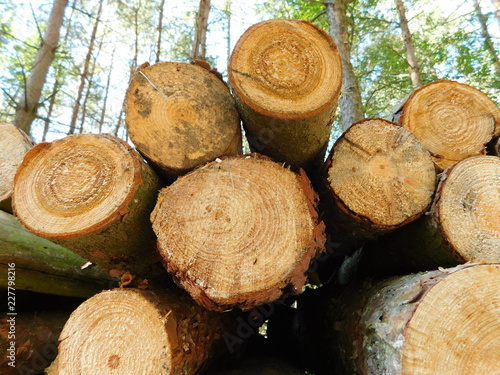 Photo of felled tree trunks lying next to a forest path in the background of an early autumn forest. Visible wood grain in trunks.