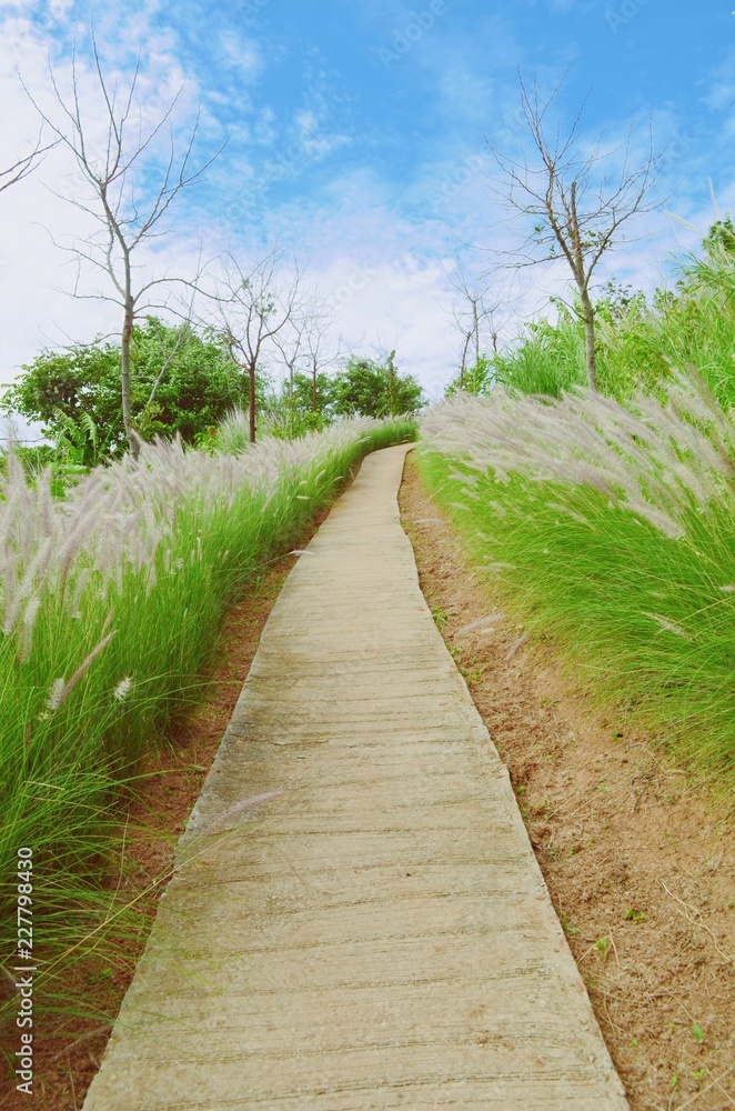 concrete walk way with grass flower and blue sky concrete walk way with grass flower and blue sky