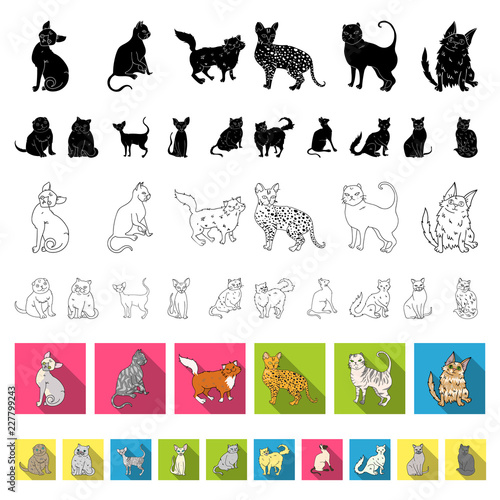 Breeds of cats flat icons in set collection for design. Pet cat vector symbol stock web illustration.
