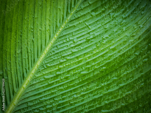 Closeup rain drop on green leaf.