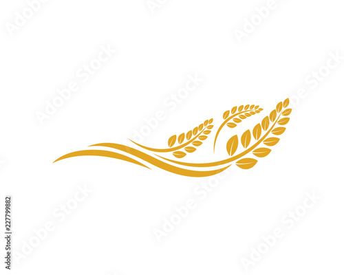 Vector Growing Plant Agriculture wheat Grain Sign Symbol Icon Logo Template Design Inspiration