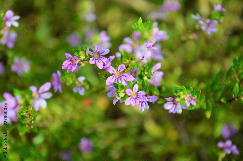 purple flowers in the park purple flowers in the park