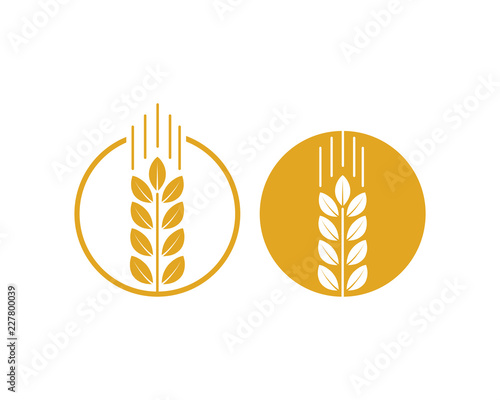 Vector Circle Growing Plant Agriculture wheat Grain Sign Symbol Icon Logo Template Design Inspiration