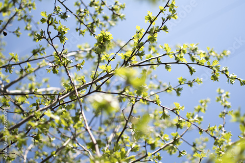 A tree with leaves. Young branches and leaves. Upper branches of a tree. Nature background