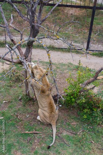 Fototapeta Naklejka Na Ścianę i Meble -  A lioness stands by a tree and sharpens her claws