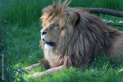 Fototapeta Naklejka Na Ścianę i Meble -  Lion