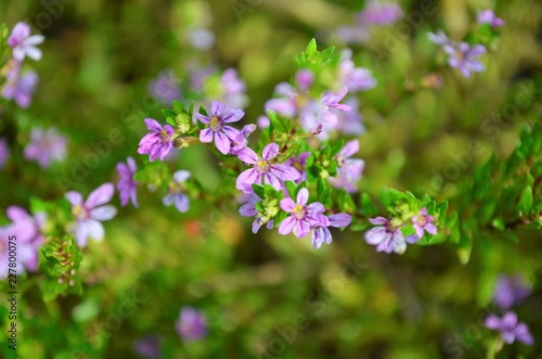 purple flowers in the park