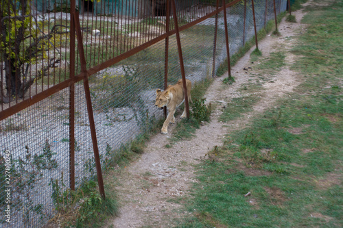 Fototapeta Naklejka Na Ścianę i Meble -  
Lioness on the grass at the cage on the background of lions