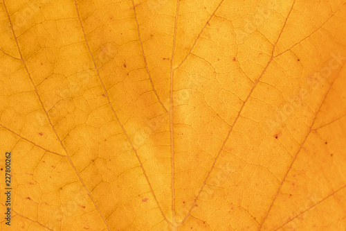 Autumn leaf close up. Orange leaves. Fall. Leaf texture. Leaf background