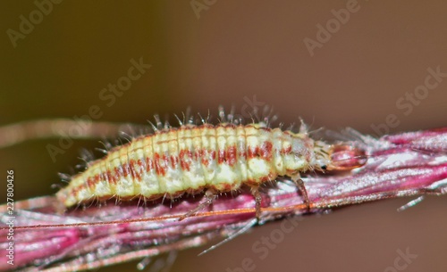 Green Lacewing larva ant lion chrysoperla rufilabris insect nature Springtime pest control.