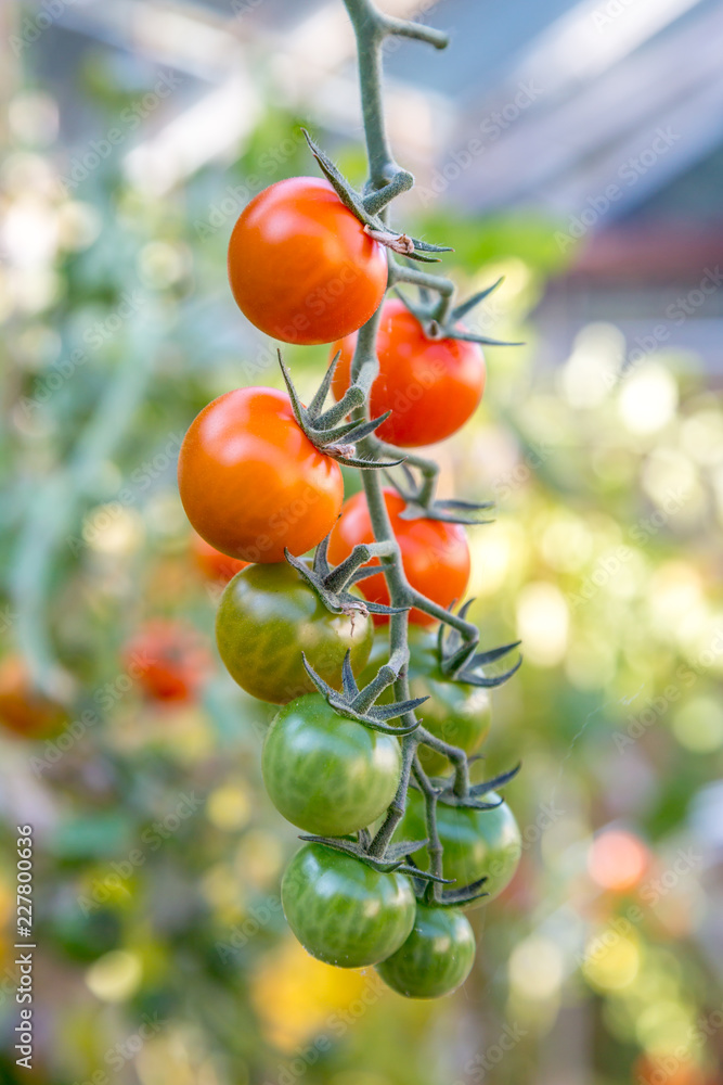 Tomatoes hanging on a vine, growing in a greenhouse