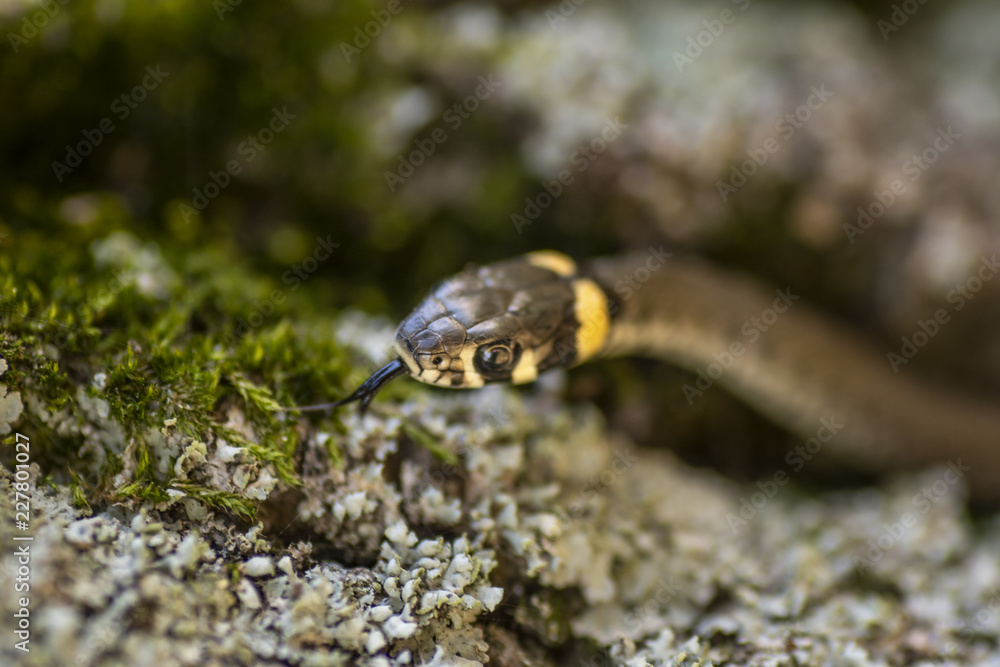 The grass snake (Natrix natrix). Ringed snake or water snake. Young little snake. Snake with yellow spots The grass snake (Natrix natrix). Ringed snake or water snake. Young little snake. Snake with yellow spots