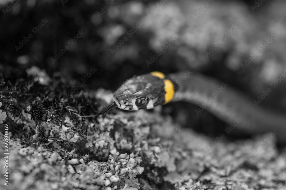 The grass snake (Natrix natrix). Ringed snake or water snake. Young
