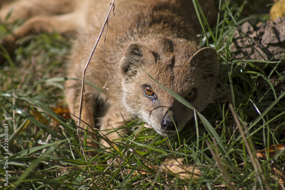 Fox mongoose lying in the grass Fox mongoose lying in the grass
